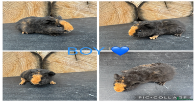 Guinea Pig rodents - Advert 10