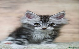 Maine Coon cats for sale: 🥇 5 Generation Pedigree - TICA registered  🌟 - Advert 23