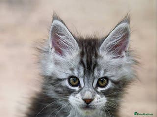 Maine Coon cats 🏅 5 Generation TICA - Ready 20th December 🌟 - Advert 9