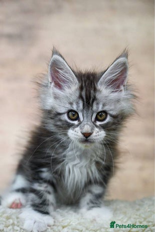 Maine Coon cats 🥇 5 Generation Pedigree - TICA registered 🌟 - Advert 9