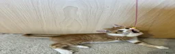 Domestic Shorthair cats for sale: Adorable Tabby Kittens Seeking Their Forever Homes - Advert 21