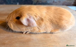 Guinea Pig rodents for sale: Beautiful Purebred Buff Guinea Pigs - Advert 4