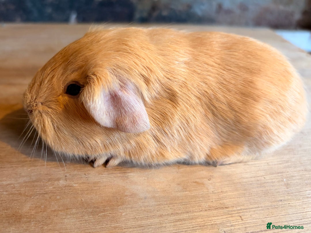 Guinea Pig rodents for sale: Beautiful Purebred Buff Guinea Pigs - Advert 4