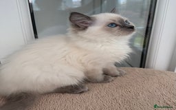 Ragdoll cats for sale: Champion Sired GCCF Registered Ragdoll Kittens - Image 3