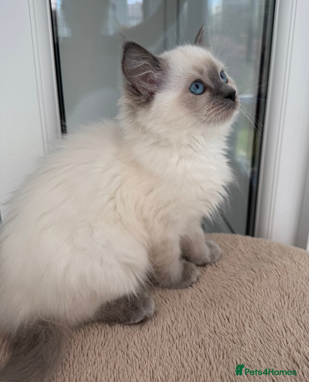 Ragdoll cats for sale: Champion Sired GCCF Registered Ragdoll Kittens - Image 3