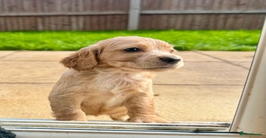 Cocker Spaniel dogs - Advert 11