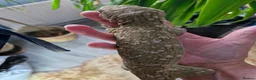 Lizard reptiles for sale: Lizards & Geckos for sale in Wickford - Advert 2