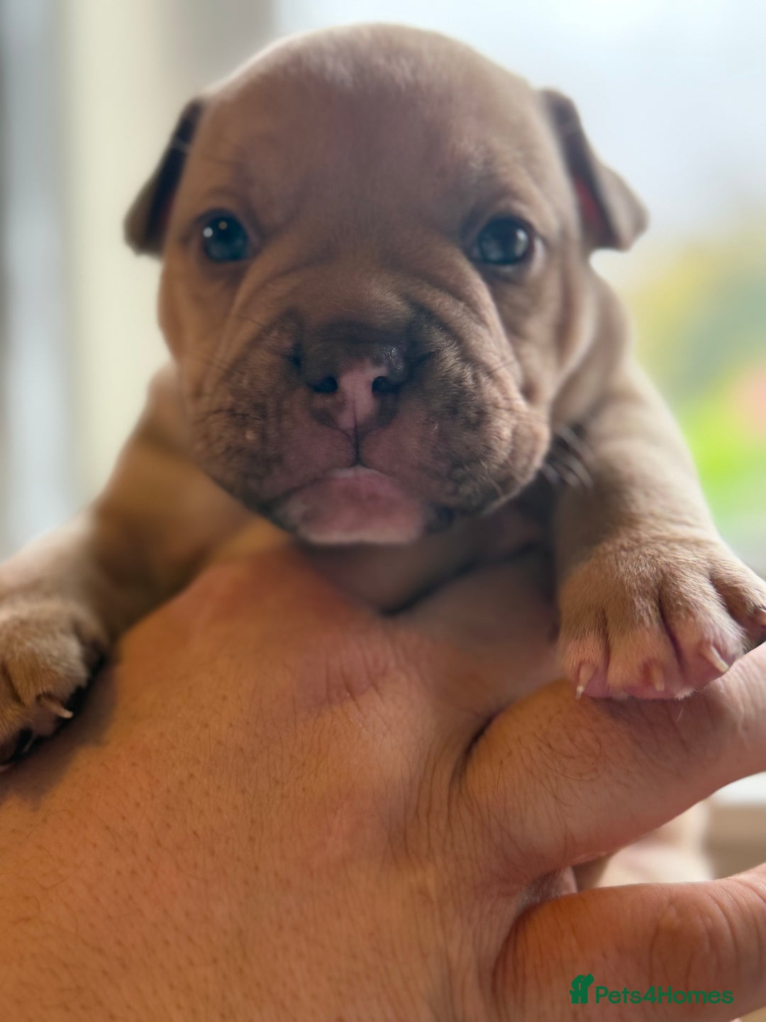 Mixed Breed dogs for sale: Stunning English bulldog mix pocket bully  - Image 31