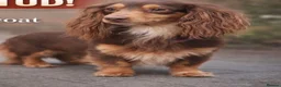 Miniature Dachshund dogs for sale: Miniature long haired kc reg Black and Tan female  - Advert 4