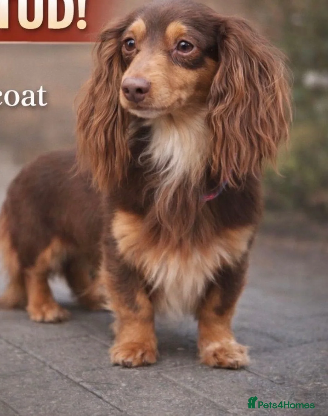 Miniature Dachshund dogs for sale: Miniature long haired kc reg Black and Tan female  - Advert 4