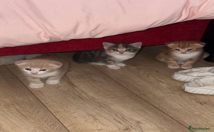 Scottish Fold cats - Advert 3