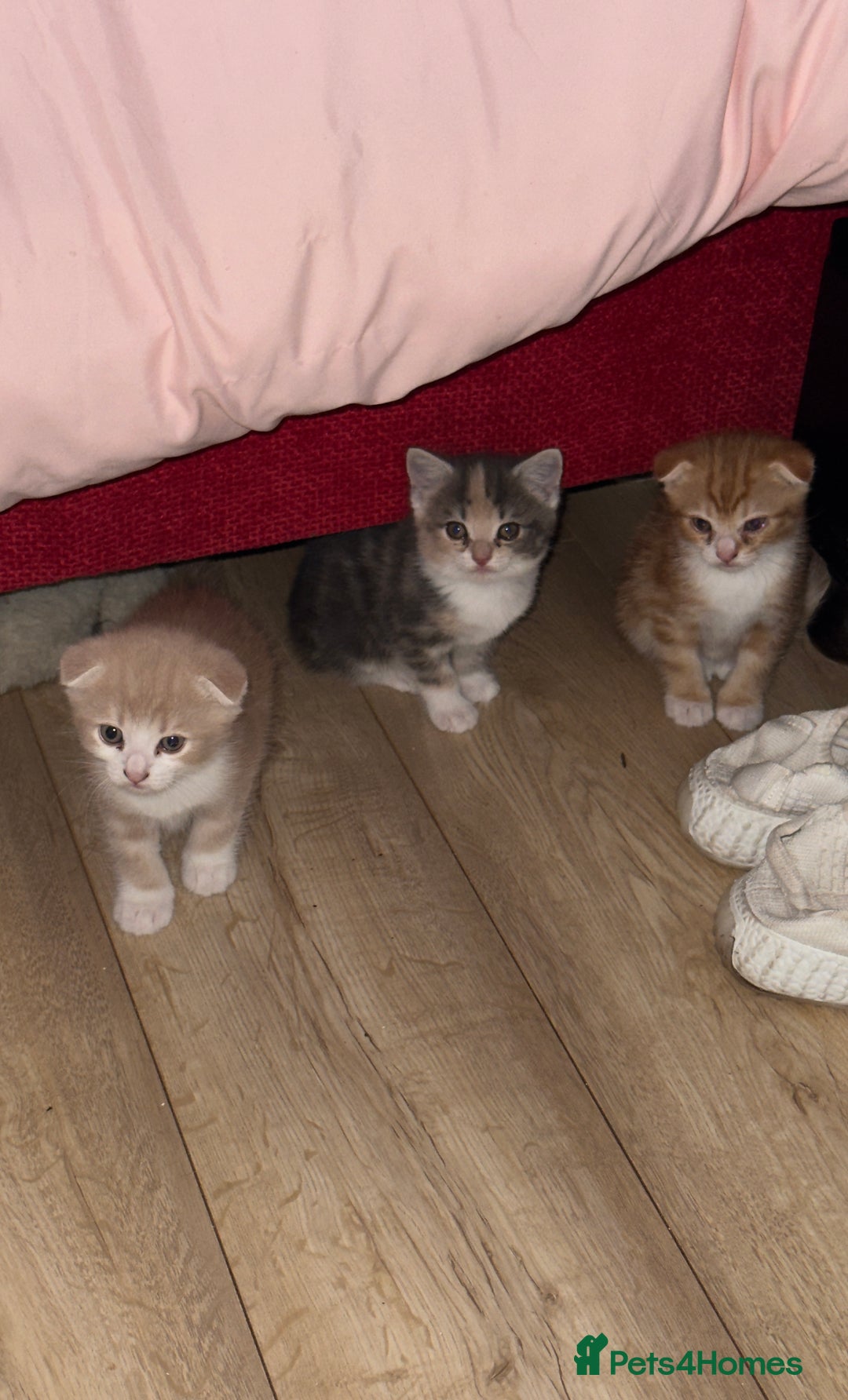 Scottish Fold cats for sale: Scottish Fold Kittens ready for Loving Homes - Image 1