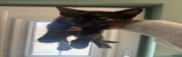 Domestic Shorthair cats for sale: Kittens  in Goole - Advert 4