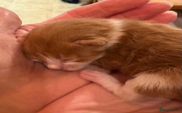 Maine Coon cats for sale: Maine Coon cuties - Advert 6