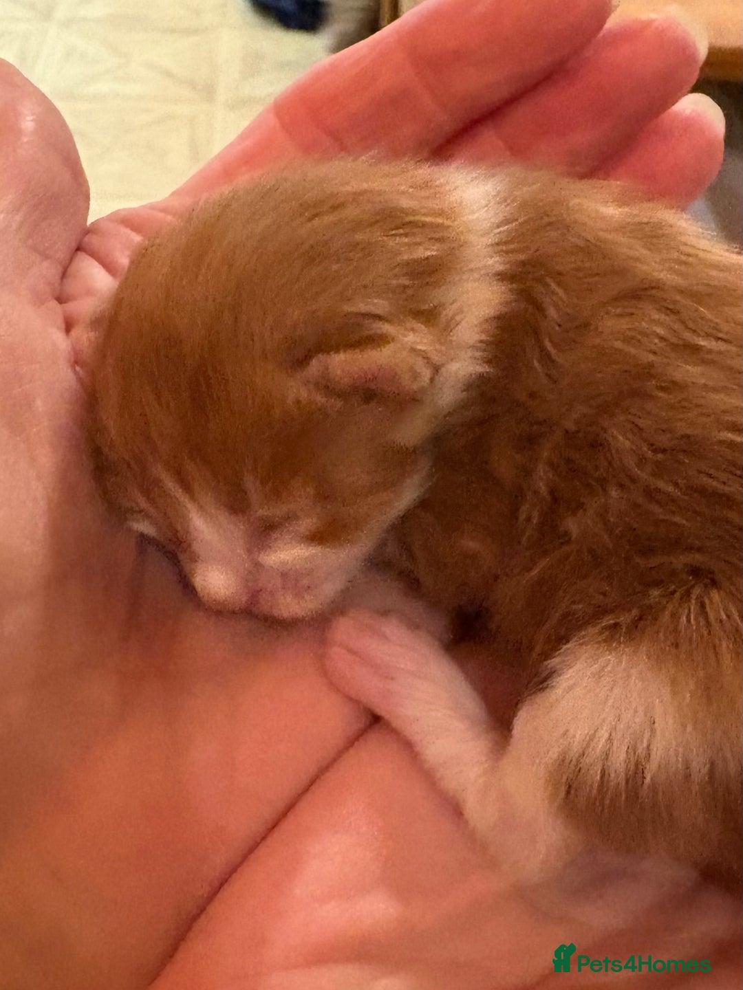 Maine Coon cats for sale: Maine Coon cuties - Advert 6