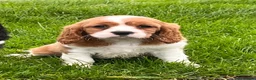 Cavalier King Charles Spaniel dogs for sale: Beautiful cavalier King Charles puppies  - Advert 21