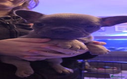 French Bulldog dogs for sale: 6 frenchie/ French bulldog - Image 10