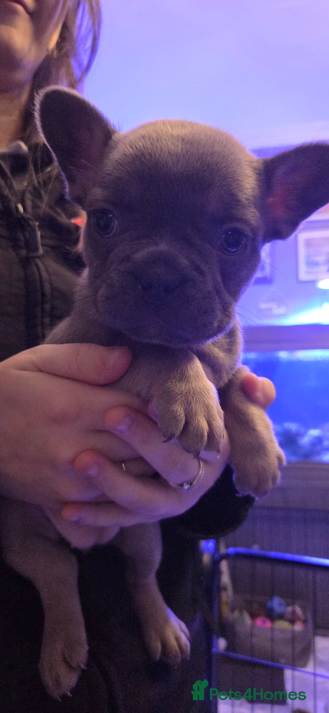 French Bulldog dogs for sale: 6 frenchie/ French bulldog - Image 10