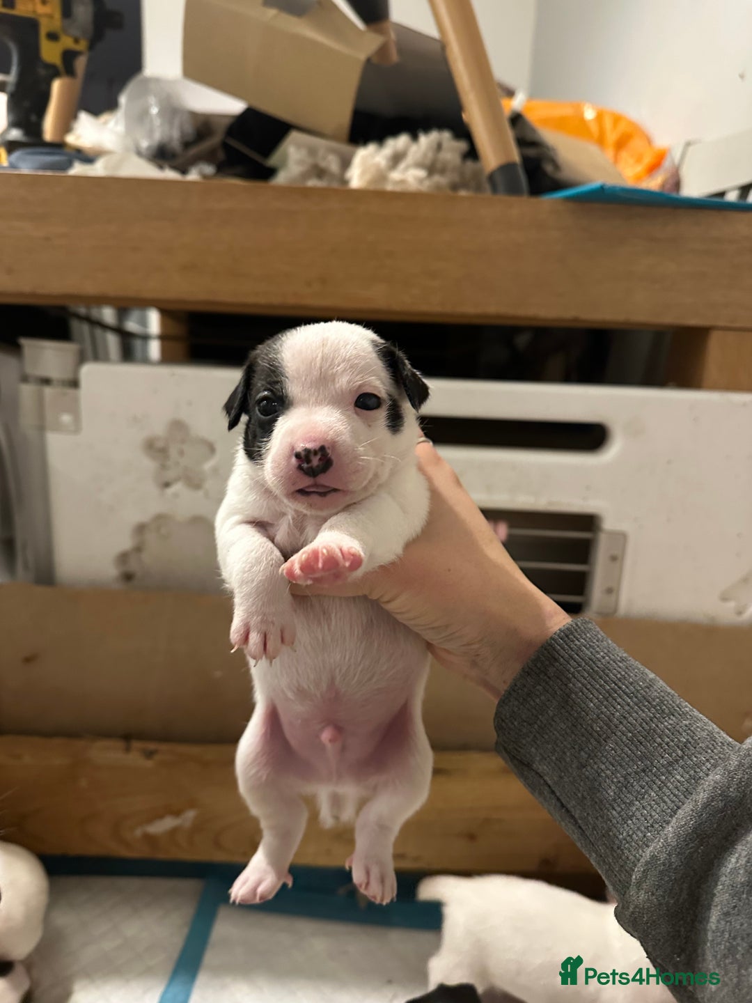 Jack Russell dogs for sale: Jack Russel puppy’s  - Advert 7