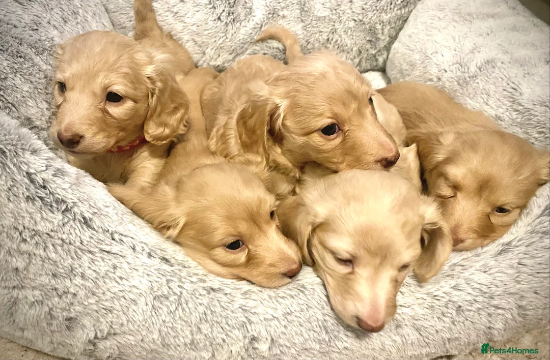 Miniature Dachshund dogs for sale: Long-Haired Miniature Cream Dachshund - Advert 6