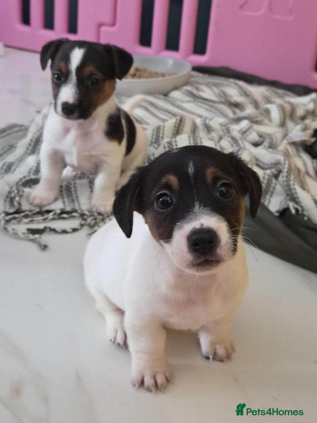 Jack Russell dogs for sale: Jack Russell pups - Image 23