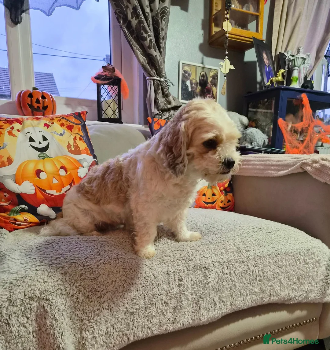 Cava Tzu dogs for sale: Lucky in Neath - Advert 2