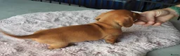 Miniature Dachshund dogs for sale: Beautiful pedigree KC miniature dachshund puppies  in Ilkeston - Advert 20