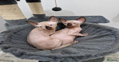 Sphynx cats - Advert 5