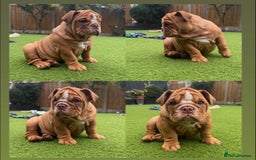 English Bulldog dogs for sale: LAST TWO LEFT Full Pedigree health tested bulldogs - Image 3