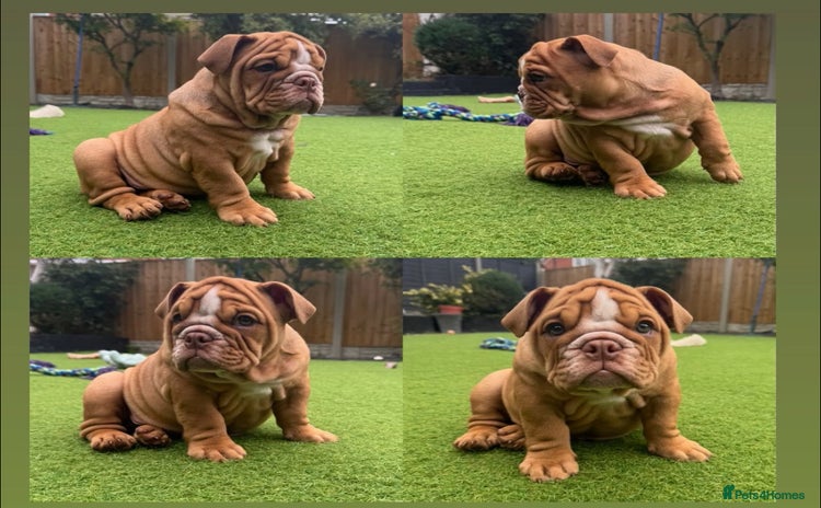 English Bulldog dogs - Advert 4