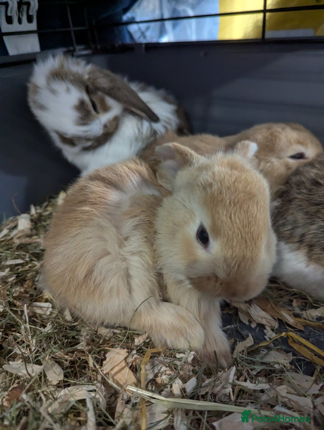 Mixed Breed rabbits for sale:  rabbits - Advert 8