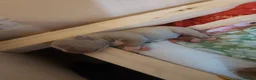 American Bully dogs for sale: Pocket bully puppies - Advert 22