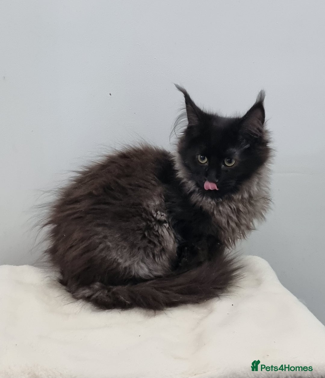 Maine Coon cats for sale: Pedigree GCCF registered Maine Coon Kittens  - Advert 13