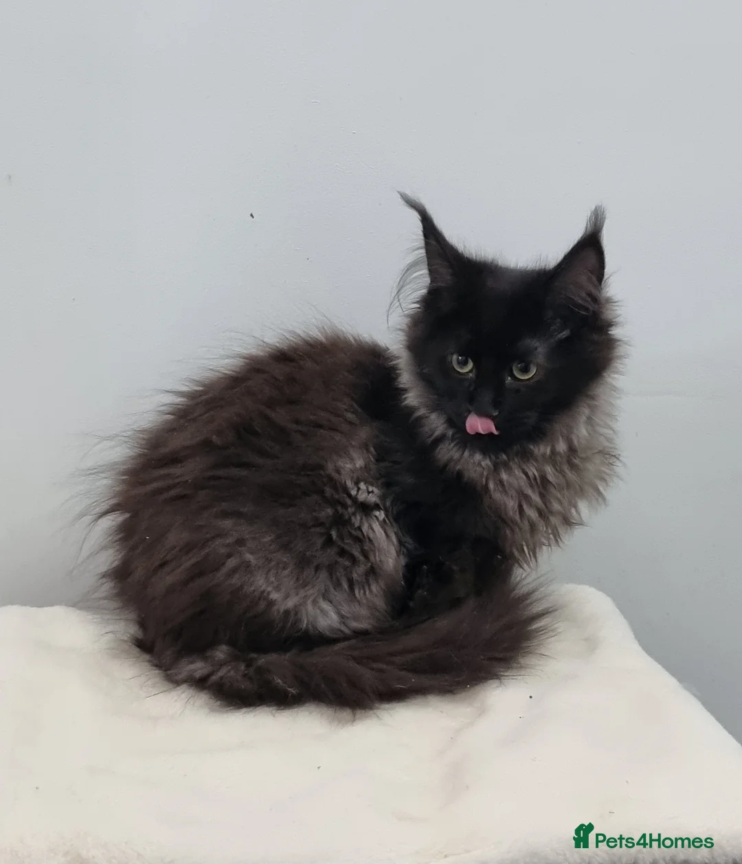 Maine Coon cats for sale: Pedigree GCCF registered Maine Coon Kittens  - Advert 13