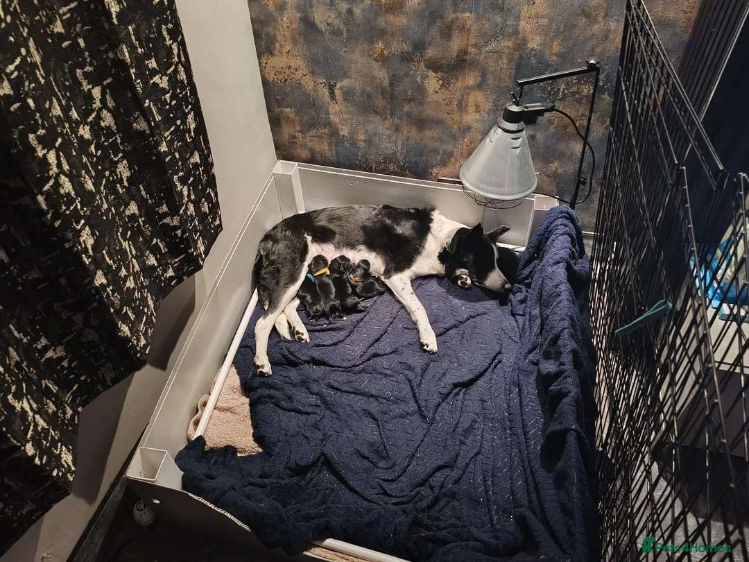 Borador dogs for sale: 2 10 week old Collie Labradour cross girls - Advert 40