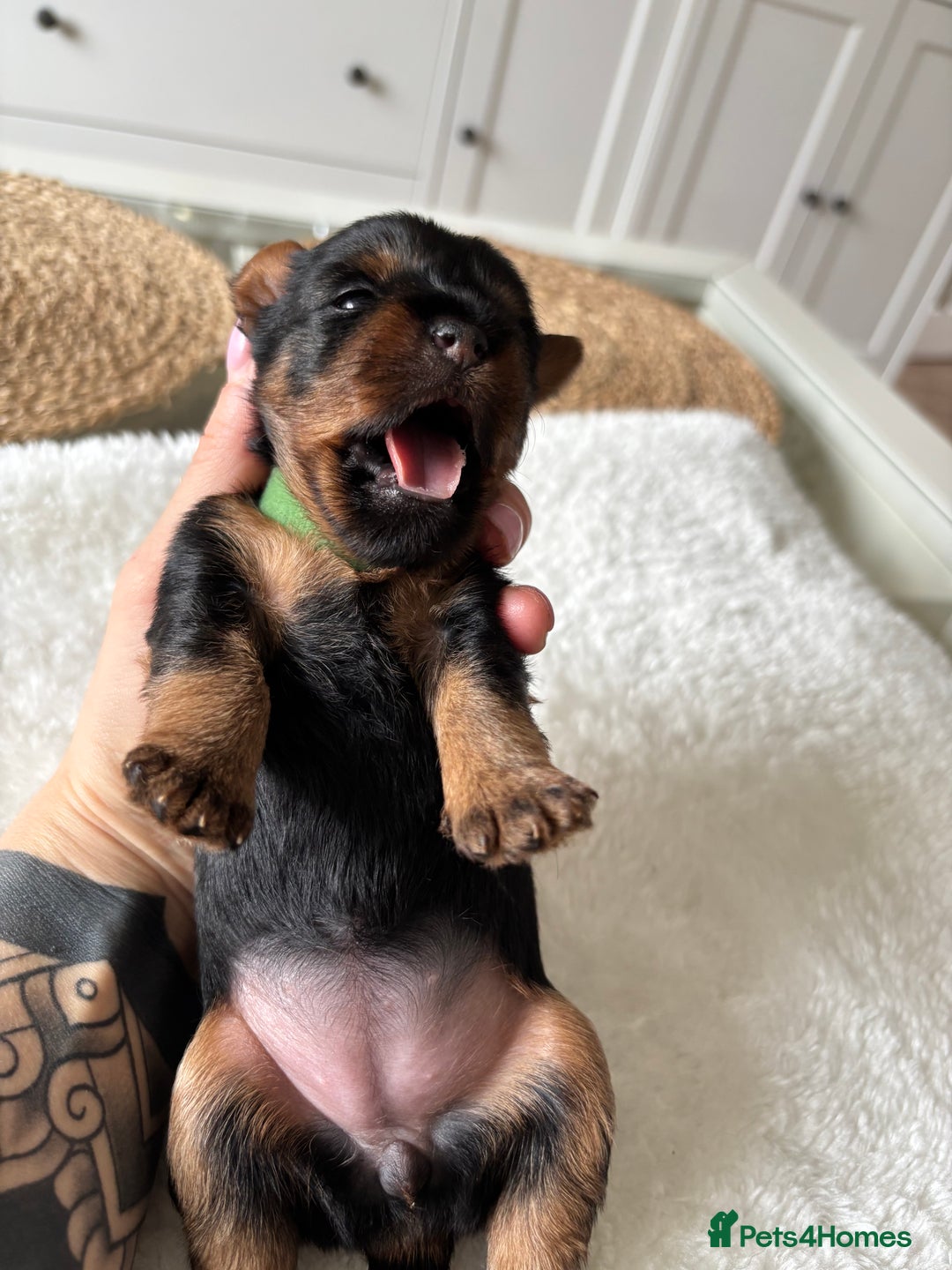 Yorkshire Terrier dogs for sale: ❤️Miniature yorkshire terrier puppies ☘️ - Image 14