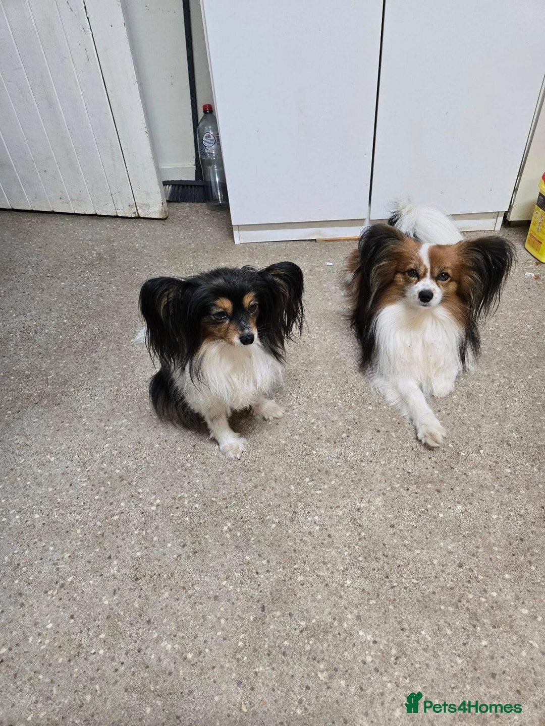 Papillon dogs for sale: Females and Male Cuddles Papillon Pups - Advert 5