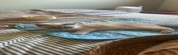 British Shorthair cats for sale: British short hair kitten  - Advert 2