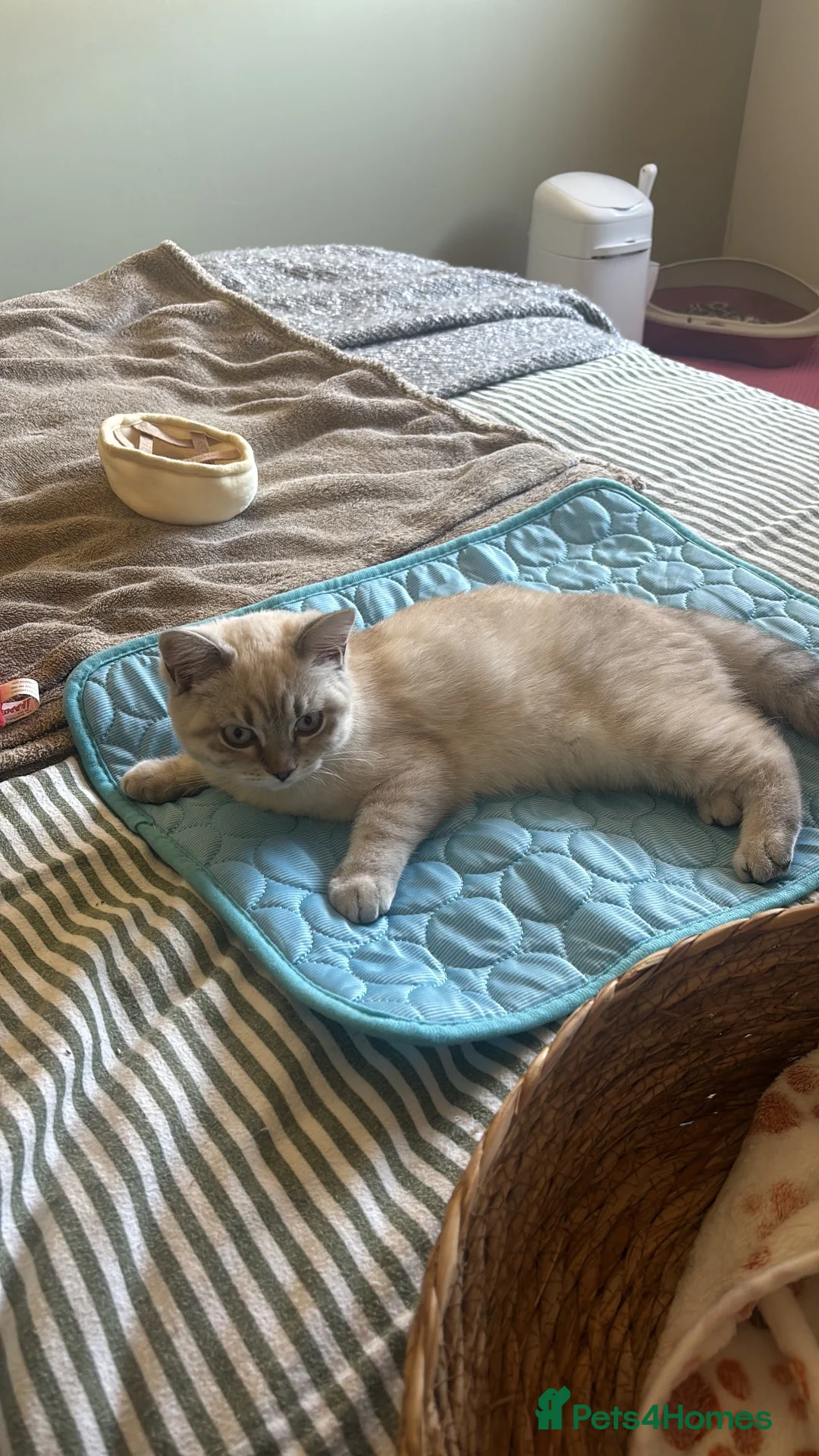 British Shorthair cats for sale: British short hair kitten  - Advert 2