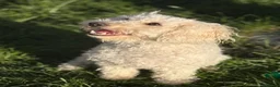 Cavapoochon dogs for sale: 2 year old female Cavapoochon  in Gloucester - Advert 4