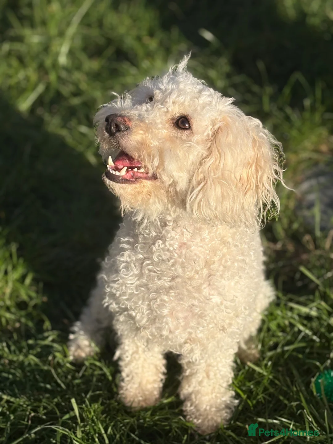 Cavapoochon dogs for sale: 2 year old female Cavapoochon  in Gloucester - Advert 4