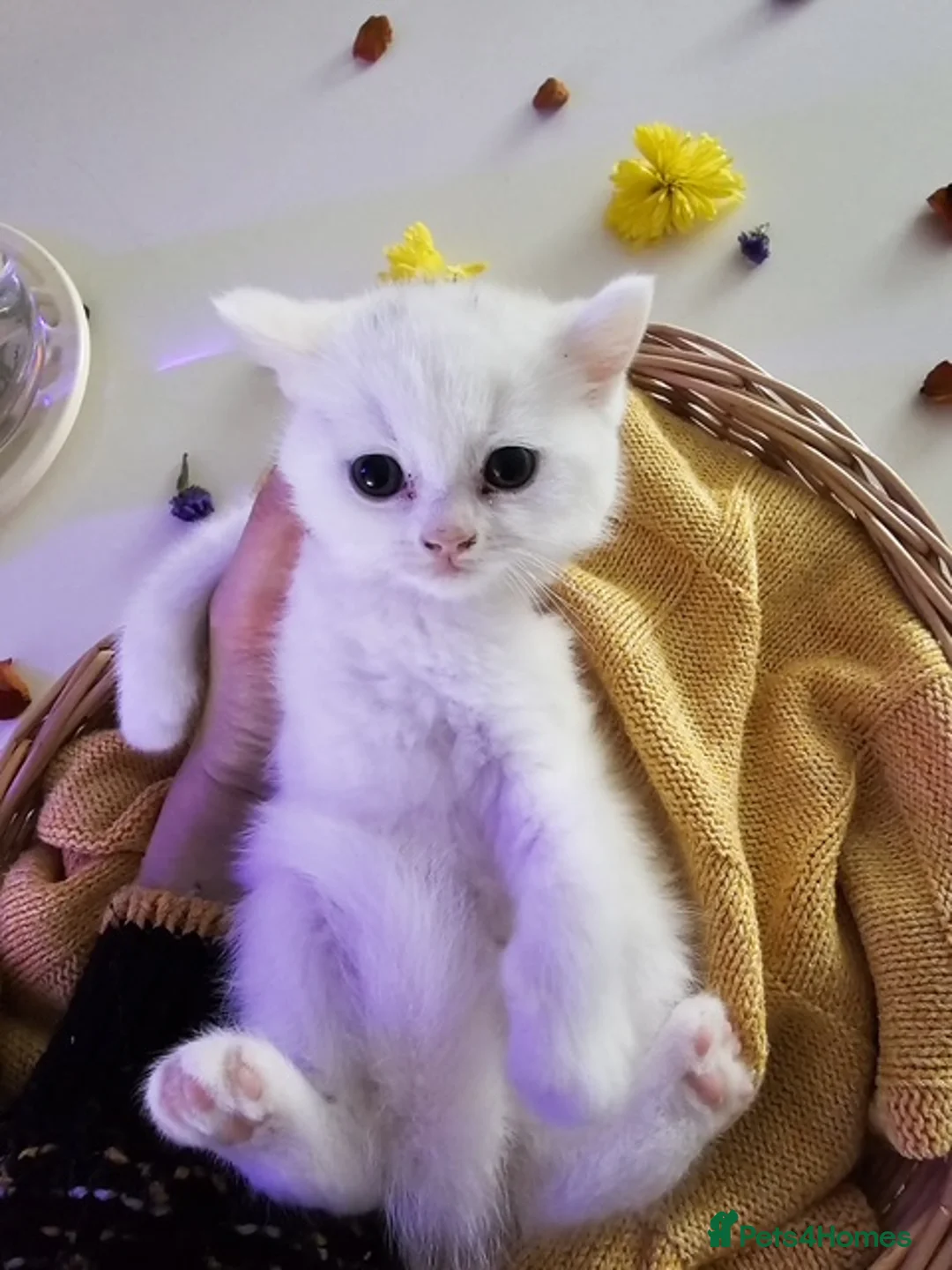 British Shorthair cats for sale: Adorable British Shorthair Kittens for Sale 🐾 - Advert 7