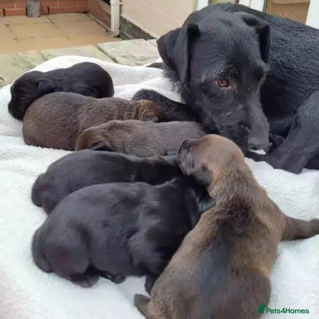 Patterdale Terrier dogs for sale: Little Paws, Big Personality - Advert 1