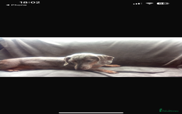 Dachshund dogs for sale: READY TO GO ! STUNNING MINI DACHSHUND - Image 9