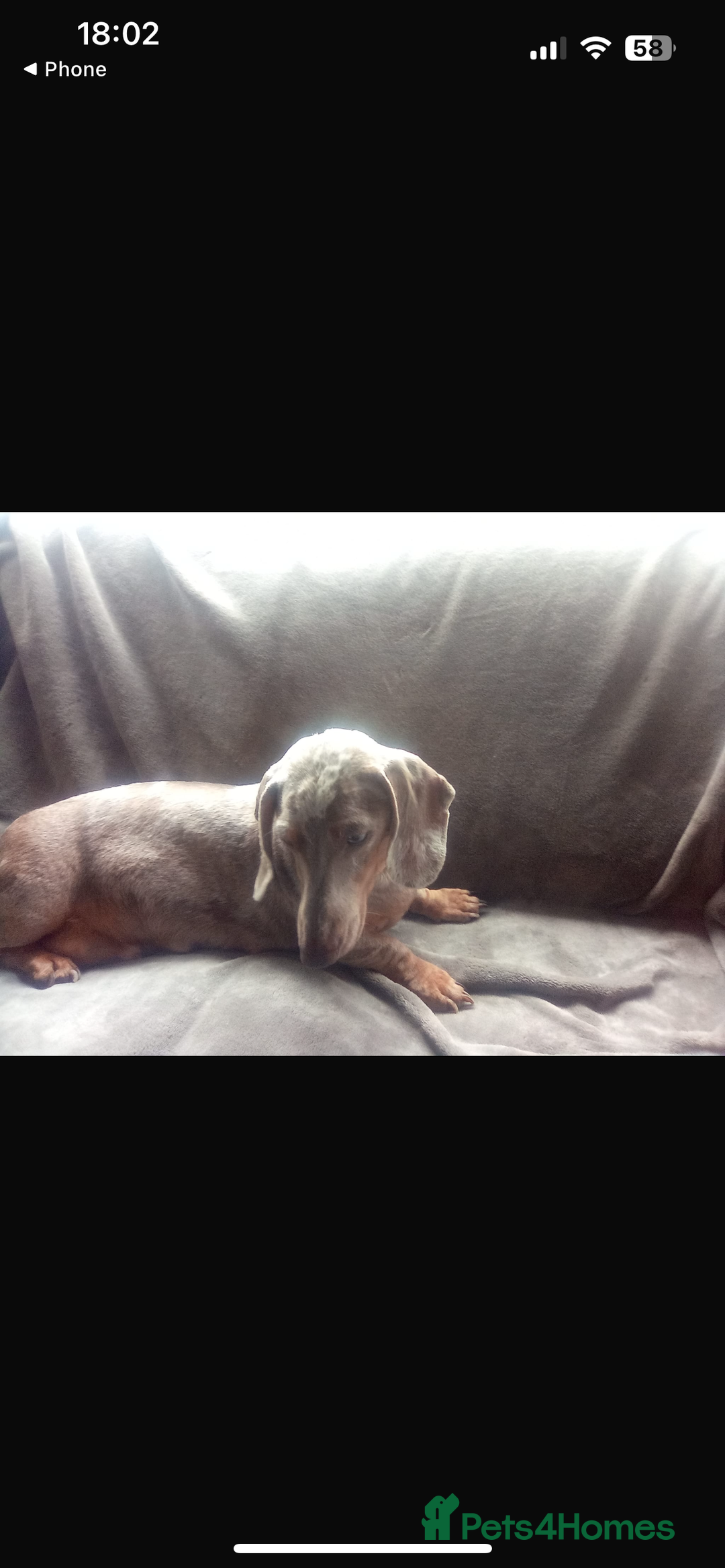 Dachshund dogs for sale: READY TO GO ! STUNNING MINI DACHSHUND - Image 9