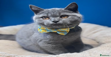 British Shorthair cats - Advert 16