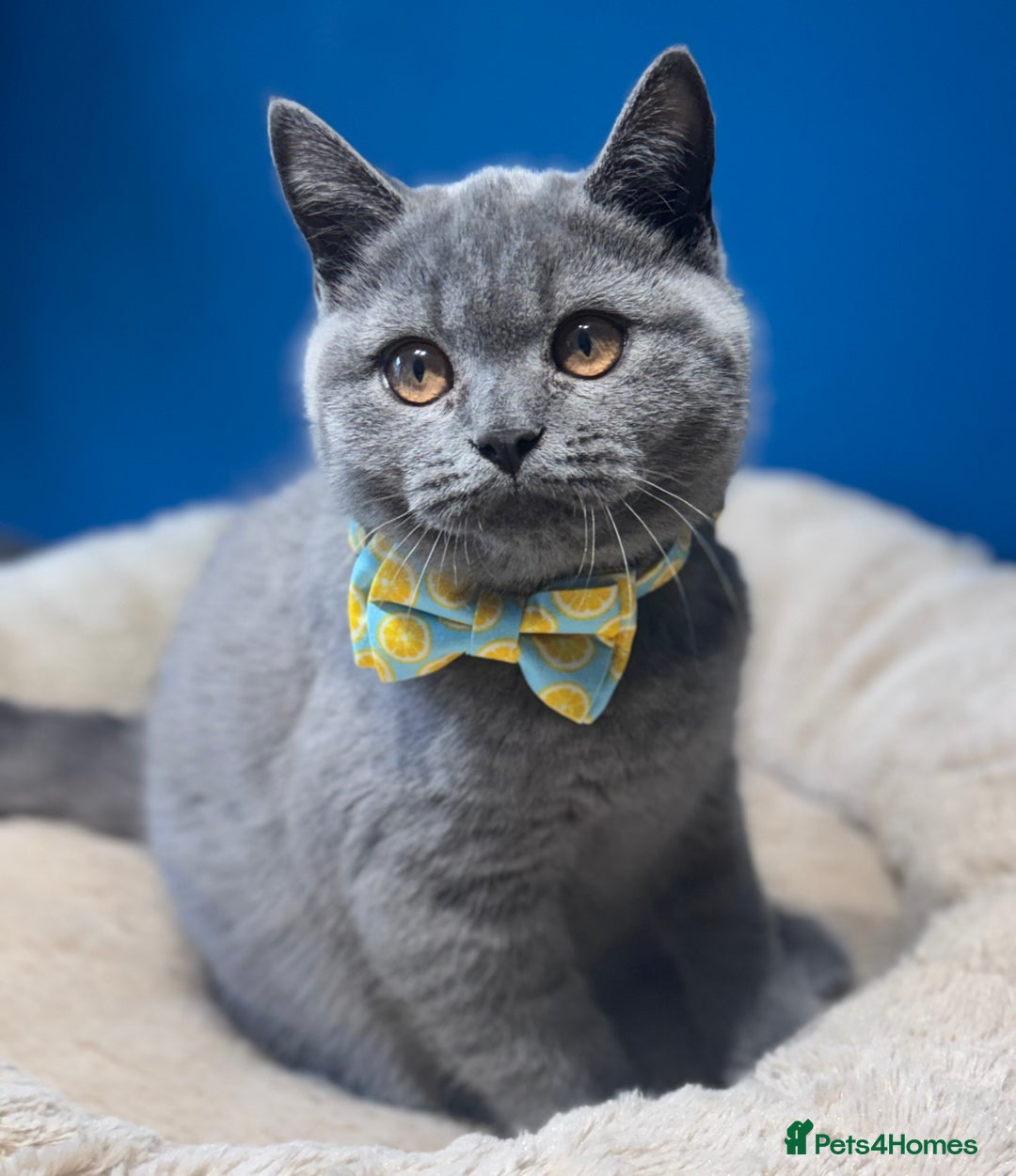 British Shorthair cats for sale: Beautiful GCCF Registered BSH Kittens - Ready Now - Image 2