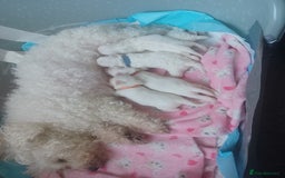 Bichon Frise dogs for sale: GORGEOUS BICHON FRISE❤️ 2 girls 3 boys - Image 17
