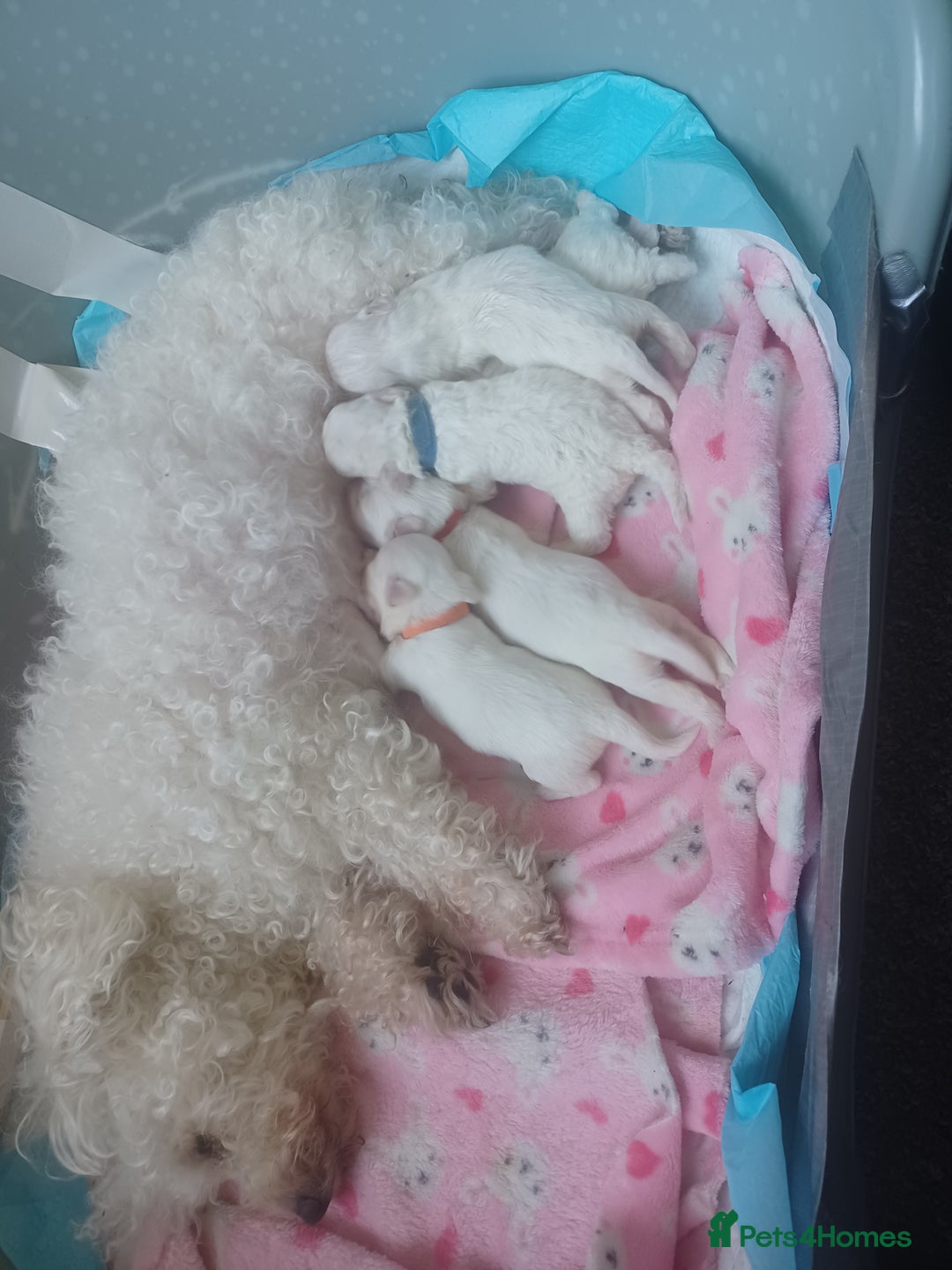 Bichon Frise dogs for sale: GORGEOUS BICHON FRISE❤️ 2 girls 3 boys - Image 17