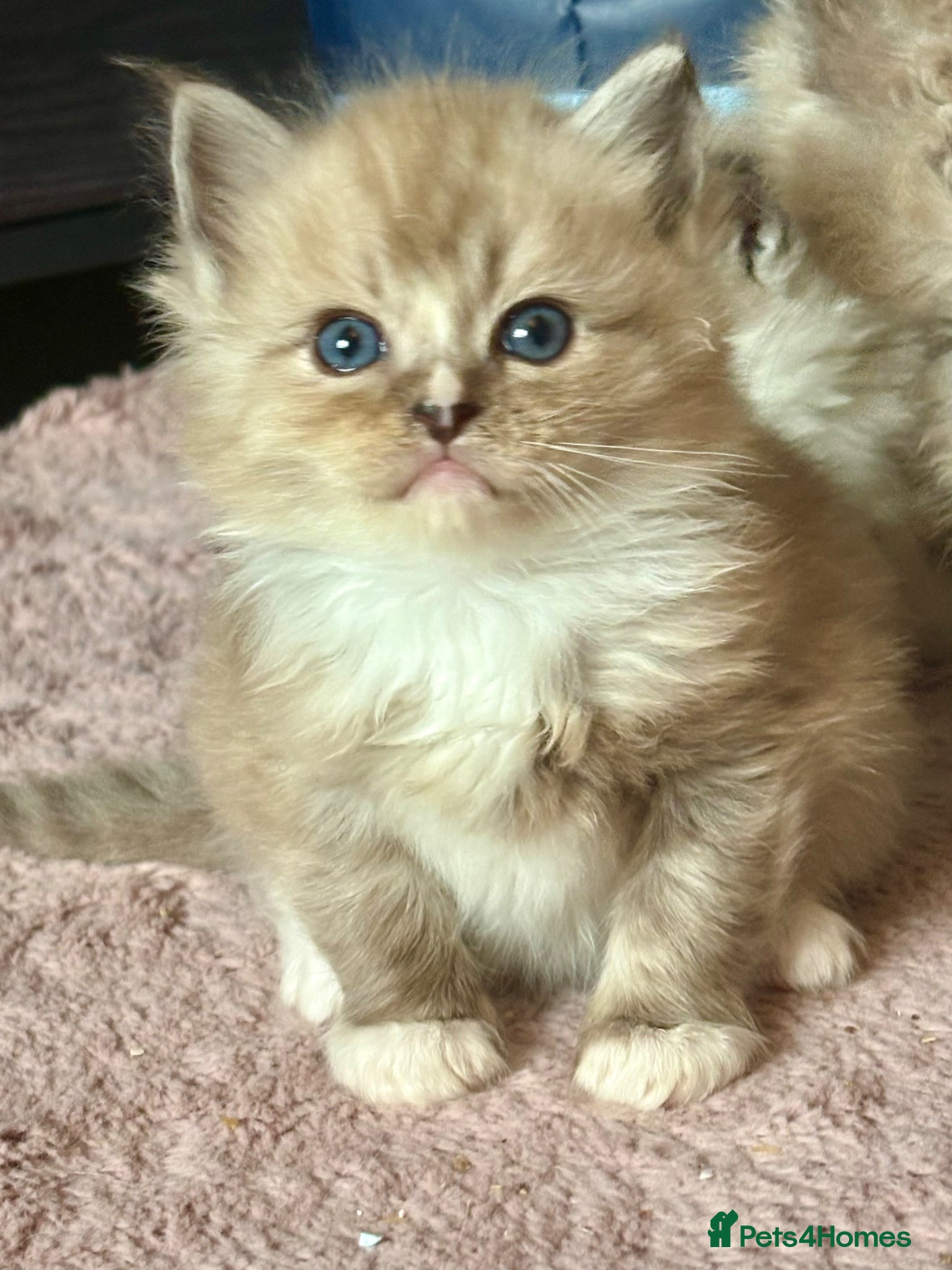 Ragdoll cats Cherubim ragdoll  - Advert 1